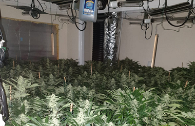 More Than 700 Cannabis Plants Seized In Sheerness
