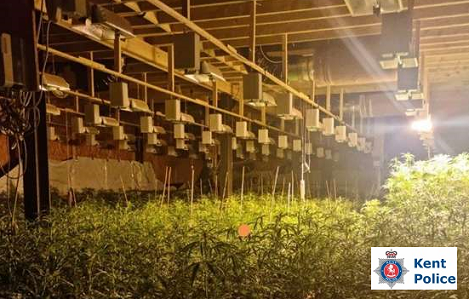 Thousands Of Cannabis Plants Found In Leysdown