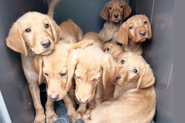 Labrador Puppies Abandoned In A249 Layby