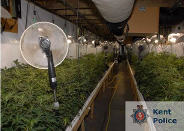 Fifteen Convicted Of Huge Cultivation Of Cannabis