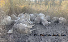 27 Pregnant Sheep Killed After Dog Attack 