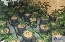 Cannabis Cultivation Uncovered In Faversham