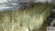 Cannabis Plants Seized From House in Bapchild