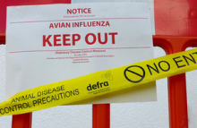 Avian Flu - More Than 60 Birds Culled In Newington