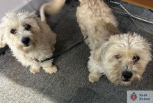 Appeal To Find Owner Of Dogs Found In Bobbing