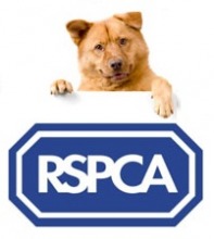 RSPCA Appeal After Dead Emaciated Spaniel Found